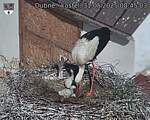 Capi_Dubne_20250531_084503.jpg