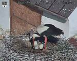 Capi_Dubne_20250531_085004.jpg
