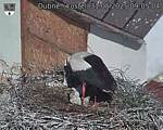 Capi_Dubne_20250531_090504.jpg