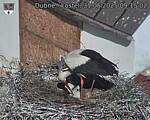 Capi_Dubne_20250531_091502.jpg