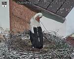 Capi_Dubne_20250531_092503.jpg
