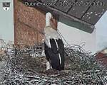 Capi_Dubne_20250531_093002.jpg