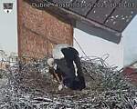 Capi_Dubne_20250531_100003.jpg
