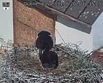 Capi_Dubne_20250531_101503.jpg