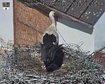 Capi_Dubne_20250531_102004.jpg