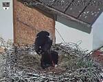 Capi_Dubne_20250531_102503.jpg