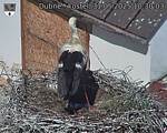 Capi_Dubne_20250531_103003.jpg