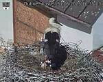 Capi_Dubne_20250531_103503.jpg