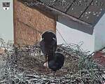 Capi_Dubne_20250531_104002.jpg