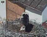 Capi_Dubne_20250531_105002.jpg