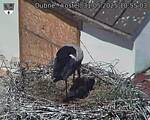Capi_Dubne_20250531_105503.jpg