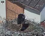 Capi_Dubne_20250531_110003.jpg