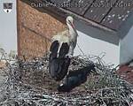 Capi_Dubne_20250531_112004.jpg