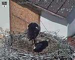 Capi_Dubne_20250531_113002.jpg