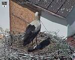 Capi_Dubne_20250531_113503.jpg