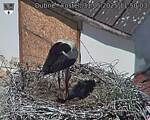 Capi_Dubne_20250531_115003.jpg
