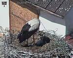 Capi_Dubne_20250531_120503.jpg
