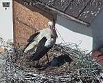Capi_Dubne_20250531_121003.jpg