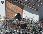 Capi_Dubne_20250531_122003.jpg