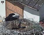 Capi_Dubne_20250531_124003.jpg