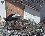 Capi_Dubne_20250531_130504.jpg