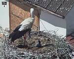 Capi_Dubne_20250531_131503.jpg