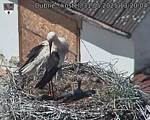 Capi_Dubne_20250531_132004.jpg