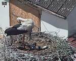Capi_Dubne_20250531_132503.jpg