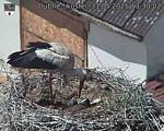 Capi_Dubne_20250531_133002.jpg