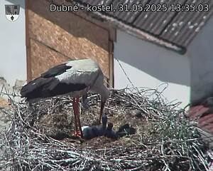 Capi_Dubne_20250531_133503.jpg (1350 x 1080)