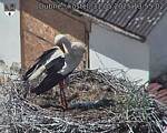 Capi_Dubne_20250531_135502.jpg