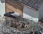 Capi_Dubne_20250531_140003.jpg