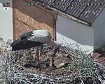 Capi_Dubne_20250531_140503.jpg