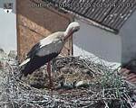 Capi_Dubne_20250531_142003.jpg