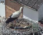 Capi_Dubne_20250531_142503.jpg