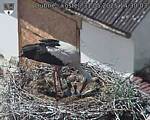 Capi_Dubne_20250531_143003.jpg