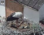 Capi_Dubne_20250531_144003.jpg