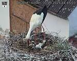 Capi_Dubne_20250531_144503.jpg