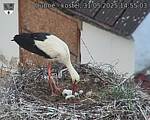 Capi_Dubne_20250531_145503.jpg
