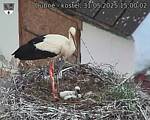 Capi_Dubne_20250531_150002.jpg