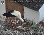 Capi_Dubne_20250531_150503.jpg