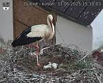 Capi_Dubne_20250531_151003.jpg