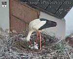 Capi_Dubne_20250531_152002.jpg