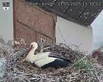 Capi_Dubne_20250531_153002.jpg