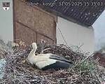Capi_Dubne_20250531_153503.jpg