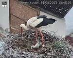 Capi_Dubne_20250531_154503.jpg