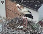 Capi_Dubne_20250531_160003.jpg