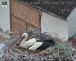 Capi_Dubne_20250531_161003.jpg