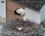 Capi_Dubne_20250531_162003.jpg