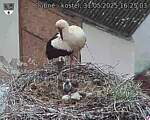 Capi_Dubne_20250531_162503.jpg